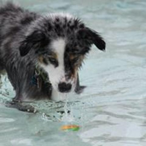 Dog at Play